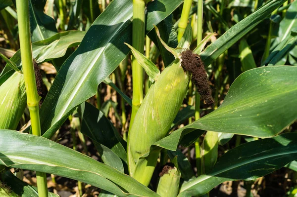 Avrupa 'daki sarı mısır