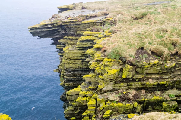 Marwick Head Orkney Adaları