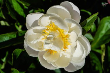 Süt Beyaz Pentekost Gül Paeonia laktiflora