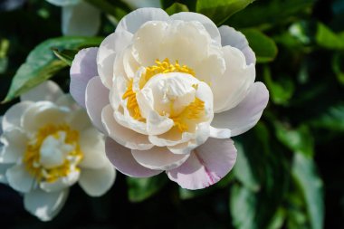 Süt Beyaz Pentekost Gül Paeonia laktiflora