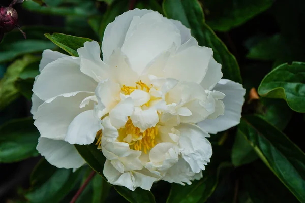 Leche Pentecostés Blanco Rosa Paeonia Lactiflora —  Fotos de Stock