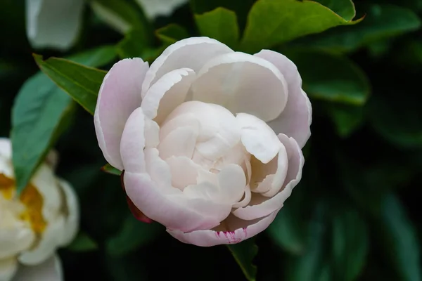 ミルクホワイトペンテコスト Rose Paeonia Lactiflora Com — ストック写真