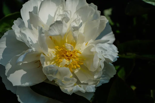 ミルクホワイトペンテコスト Rose Paeonia Lactiflora Com — ストック写真