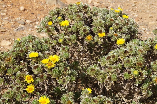 Mirador Morro Fuerteventura Spanje — Stockfoto