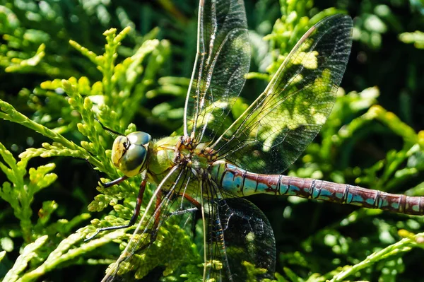 Eine Libelle Brown Hawker — Stockfoto