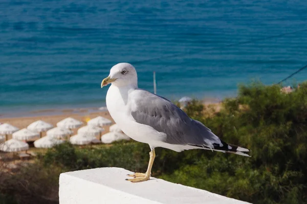 Une Mouette Blanche Grise — Photo