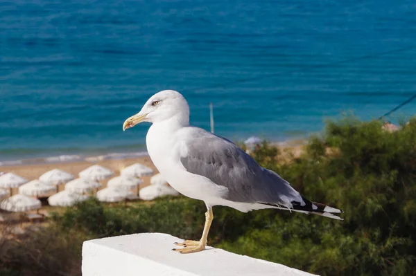 Une Mouette Blanche Grise — Photo