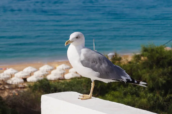 Une Mouette Blanche Grise — Photo