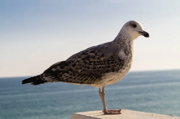 Серо Белый Seagull — стоковое фото