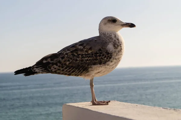 Серо Белый Seagull — стоковое фото