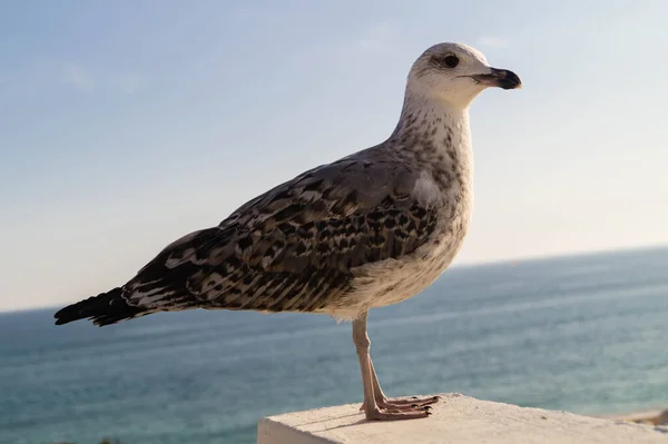 Серо Белый Seagull — стоковое фото