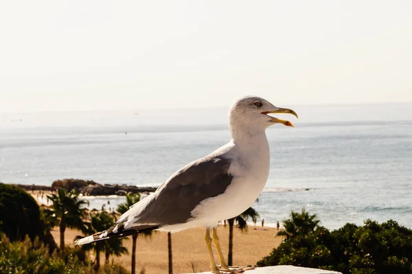 Une Mouette Blanche Grise — Photo