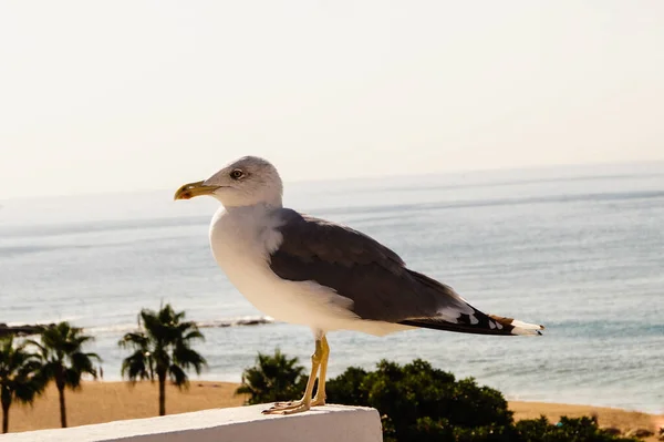 Серо Белый Seagull — стоковое фото