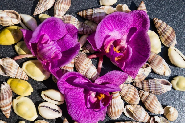 Seashells Beach — Stock Photo, Image