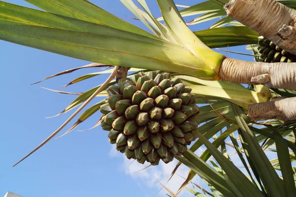 Pandanus Utilis Palma Owocami — Zdjęcie stockowe