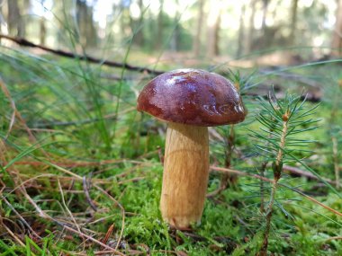 Ormandan yeni çıkmış mantarlar.