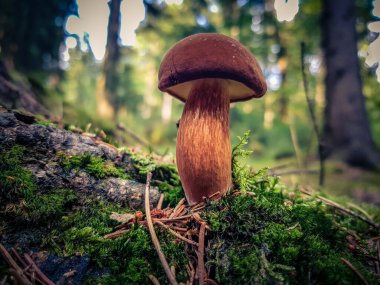 Ormandan yeni çıkmış mantarlar.