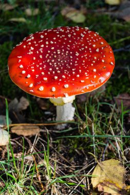 Ormandan yeni çıkmış mantarlar.