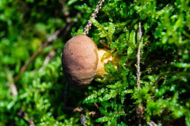 Ormandan yeni çıkmış mantarlar.
