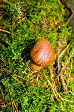 Ormandan yeni çıkmış mantarlar.