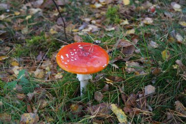 Ormandan yeni çıkmış mantarlar.