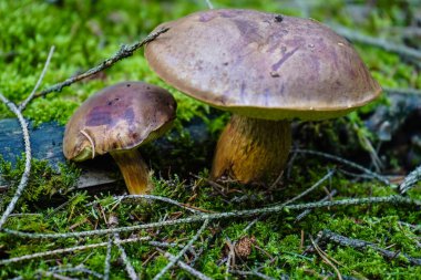 Ormandan yeni çıkmış mantarlar.