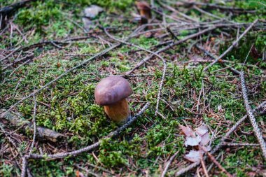 Ormandan yeni çıkmış mantarlar.