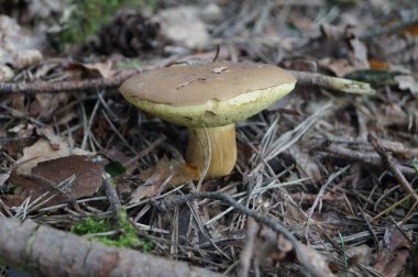 Ormandan yeni çıkmış mantarlar.