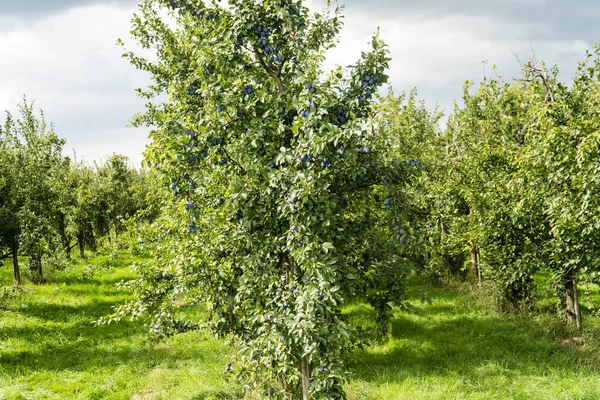 Szilva Prunus Domestica Hamburg Mellett — Stock Fotó