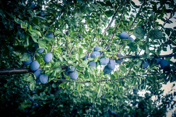 Prugna Prunus Domestica Accanto Amburgo — Foto Stock