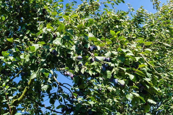 Ameixa Prunus Domestica Lado Hamburgo — Fotografia de Stock