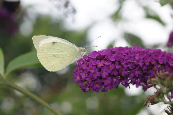 Pieris Brassicae Papillon Blanc — Photo