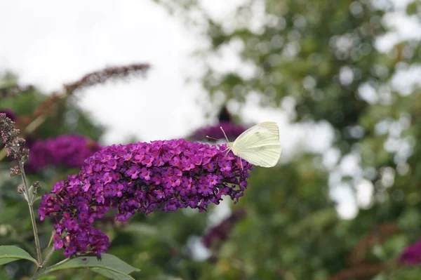 Pieris Brassicae Papillon Blanc — Photo