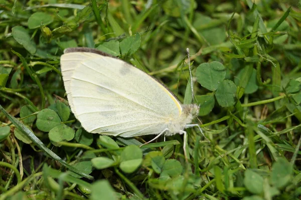 Pieris Brassicae Λευκή Πεταλούδα — Φωτογραφία Αρχείου