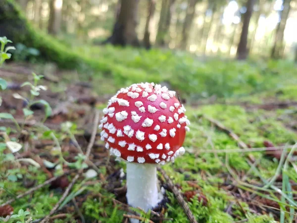 森林里新鲜的蘑菇 — 图库照片