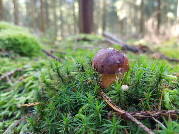 Ormandan yeni çıkmış mantarlar.