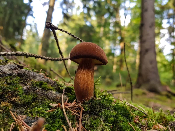 Ormandan yeni çıkmış mantarlar.