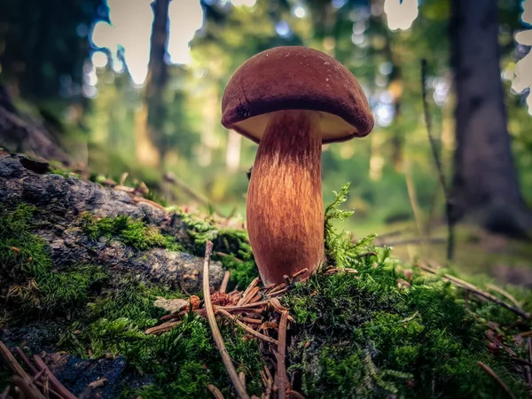 Ormandan yeni çıkmış mantarlar.
