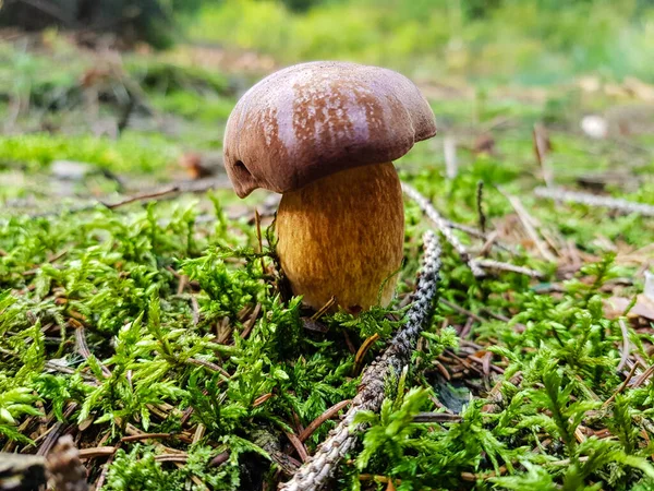 Ormandan yeni çıkmış mantarlar.