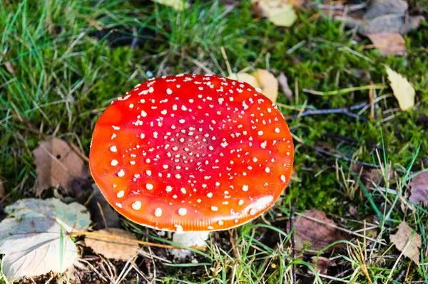 Ormandan yeni çıkmış mantarlar.