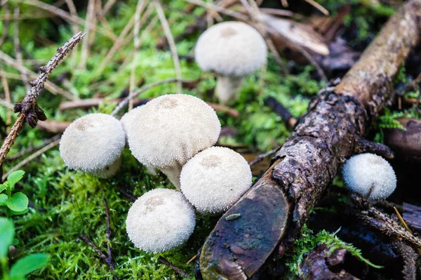 森林里新鲜的蘑菇 — 图库照片