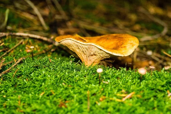 Mushrooms Fresh Out Forest — Stock Photo, Image