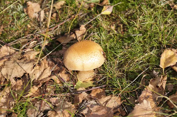 Champignons Frais Sortis Forêt — Photo