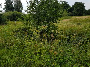 Dev herakleum mantegazzianum