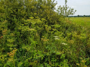 Dev herakleum mantegazzianum