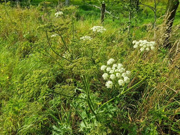 stock image The giant heracleum mantegazzianum