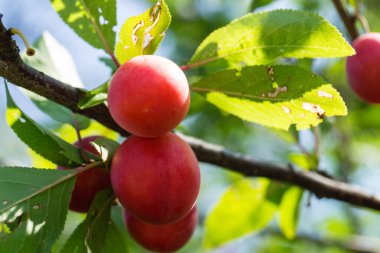 Mirabelle prunus cerasifera Hamburg 'un yanında.