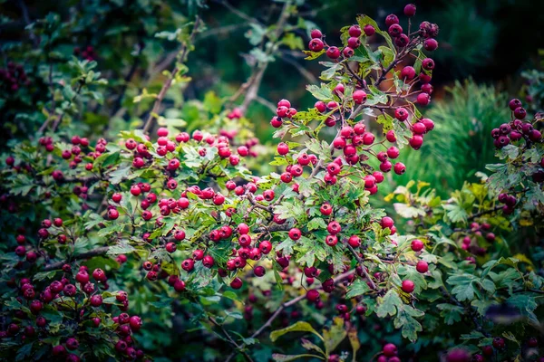 Krataegus Ağacının Kırmızı Meyveleri — Stok fotoğraf