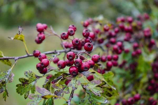 Bacche Rosse Del Crataegus — Foto Stock