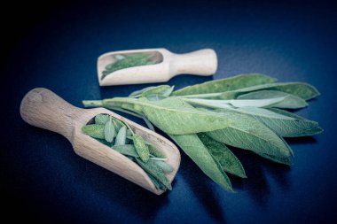 Adaçayı yapraklı alternatif Medecine.